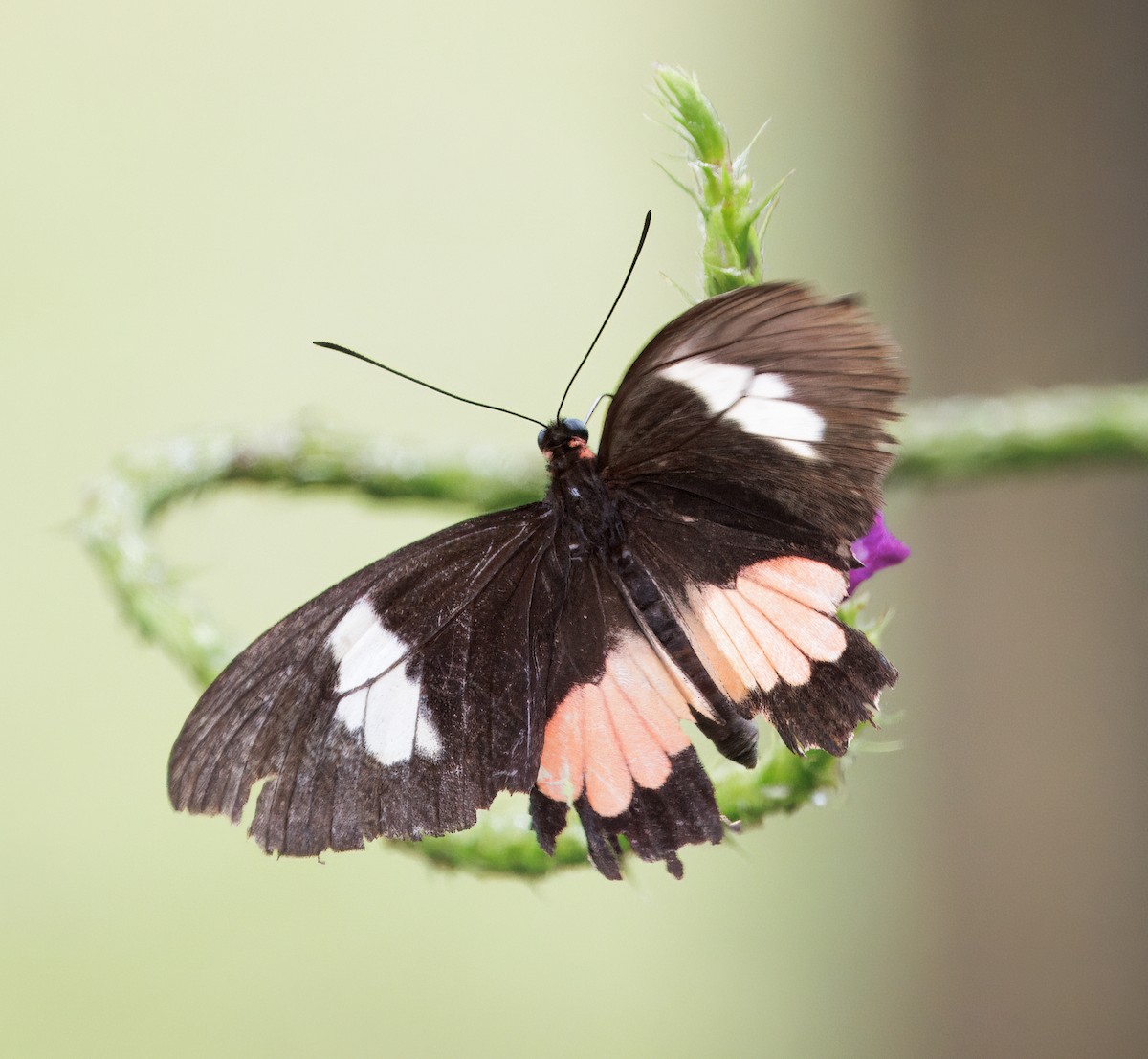 動物界 - ML649470400