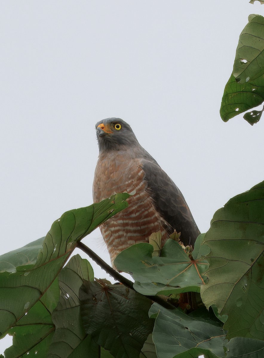 オオハシノスリ - ML649470408