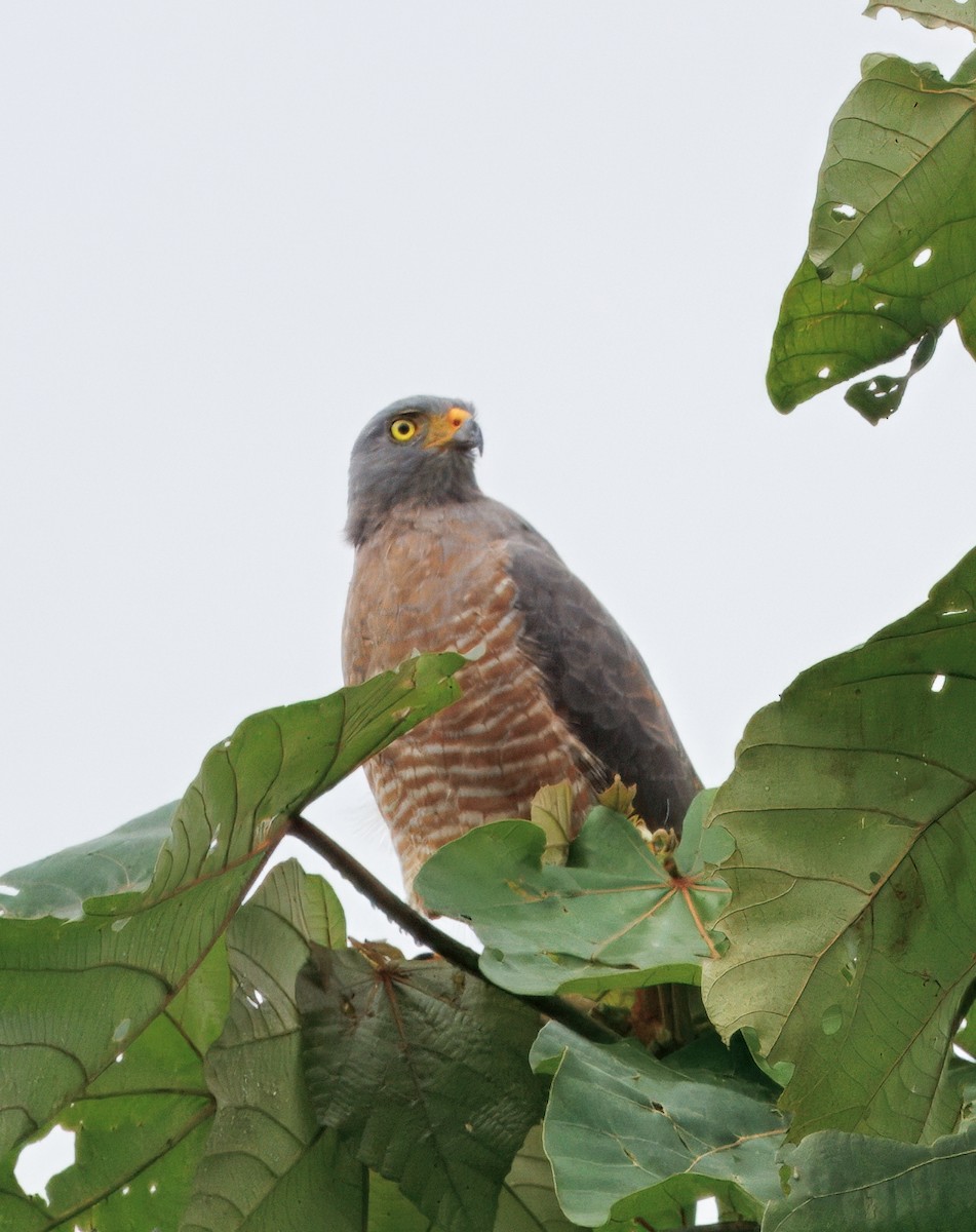 オオハシノスリ - ML649470409