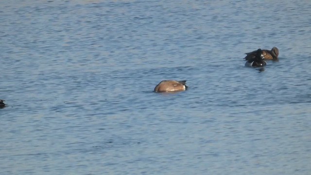 Свищ американський - ML649471366