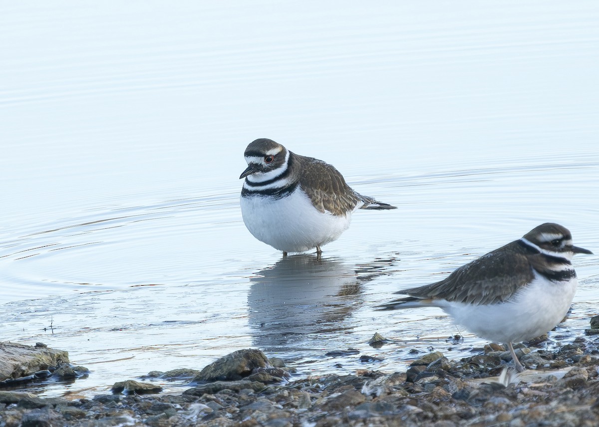 Killdeer - ML649472156
