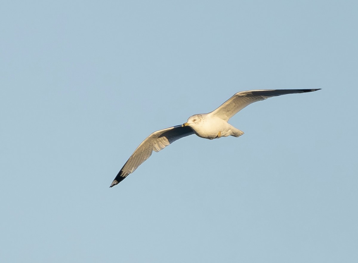 Ring-billed Gull - ML649472161