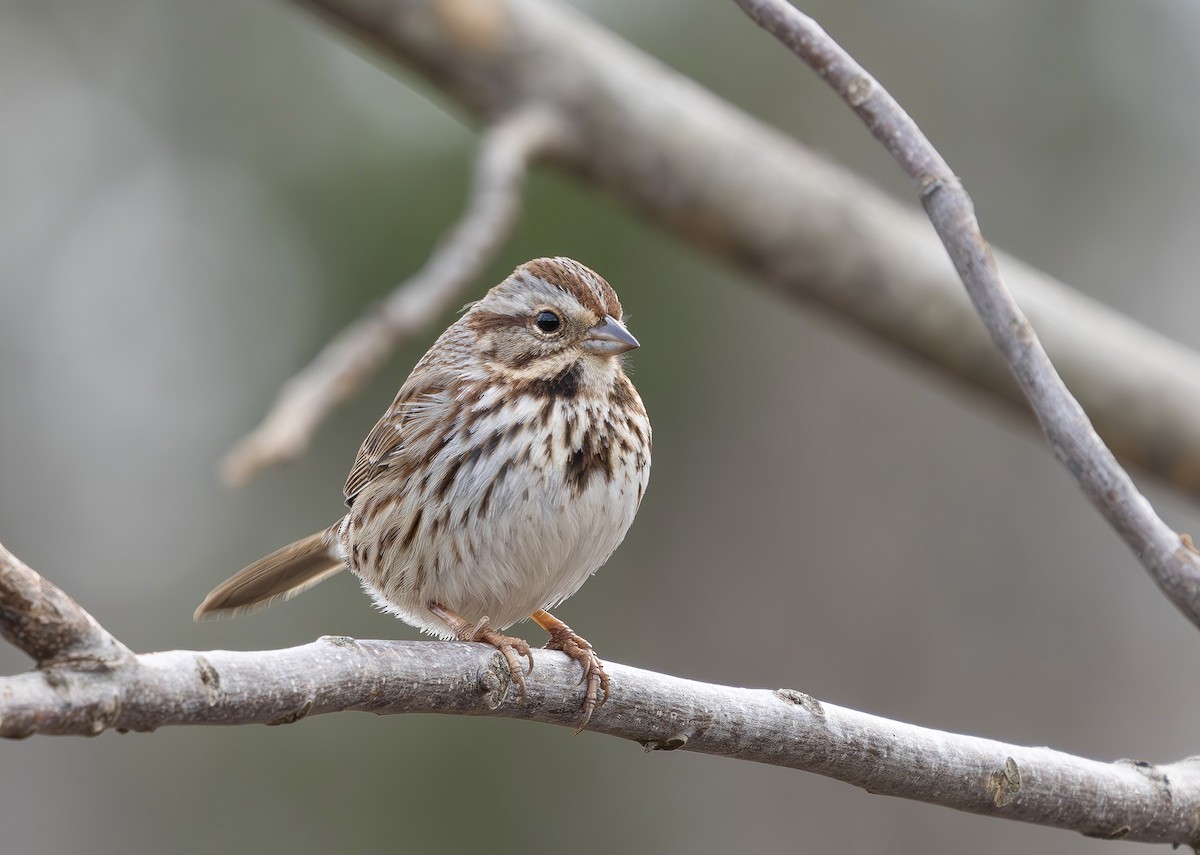 Song Sparrow - ML649472184