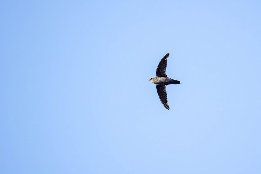 Gray-rumped Swift (Ash-rumped) - eBird