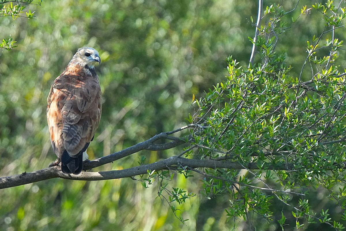 Black-collared Hawk - ML649472851