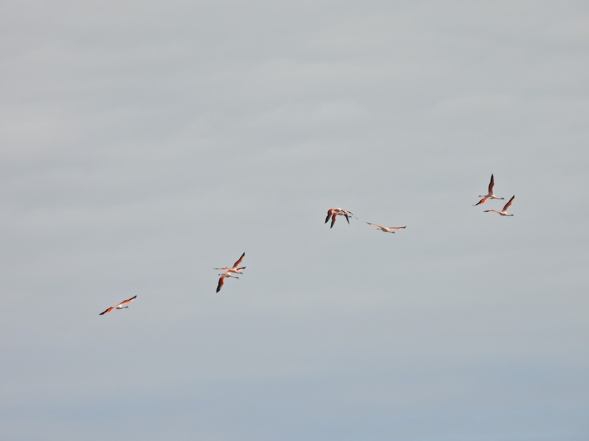 פלמינגו צ'יליאני - ML649472993