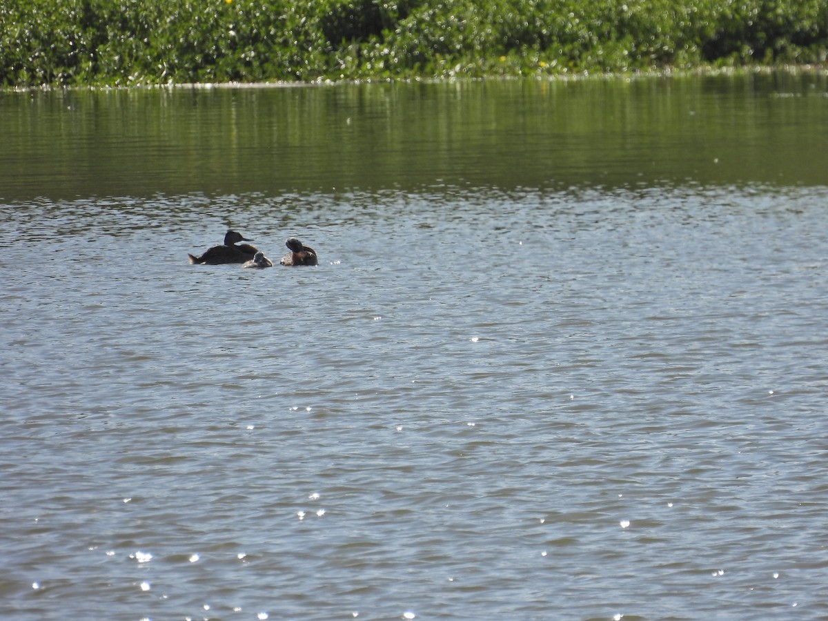 Great Grebe - ML649473001