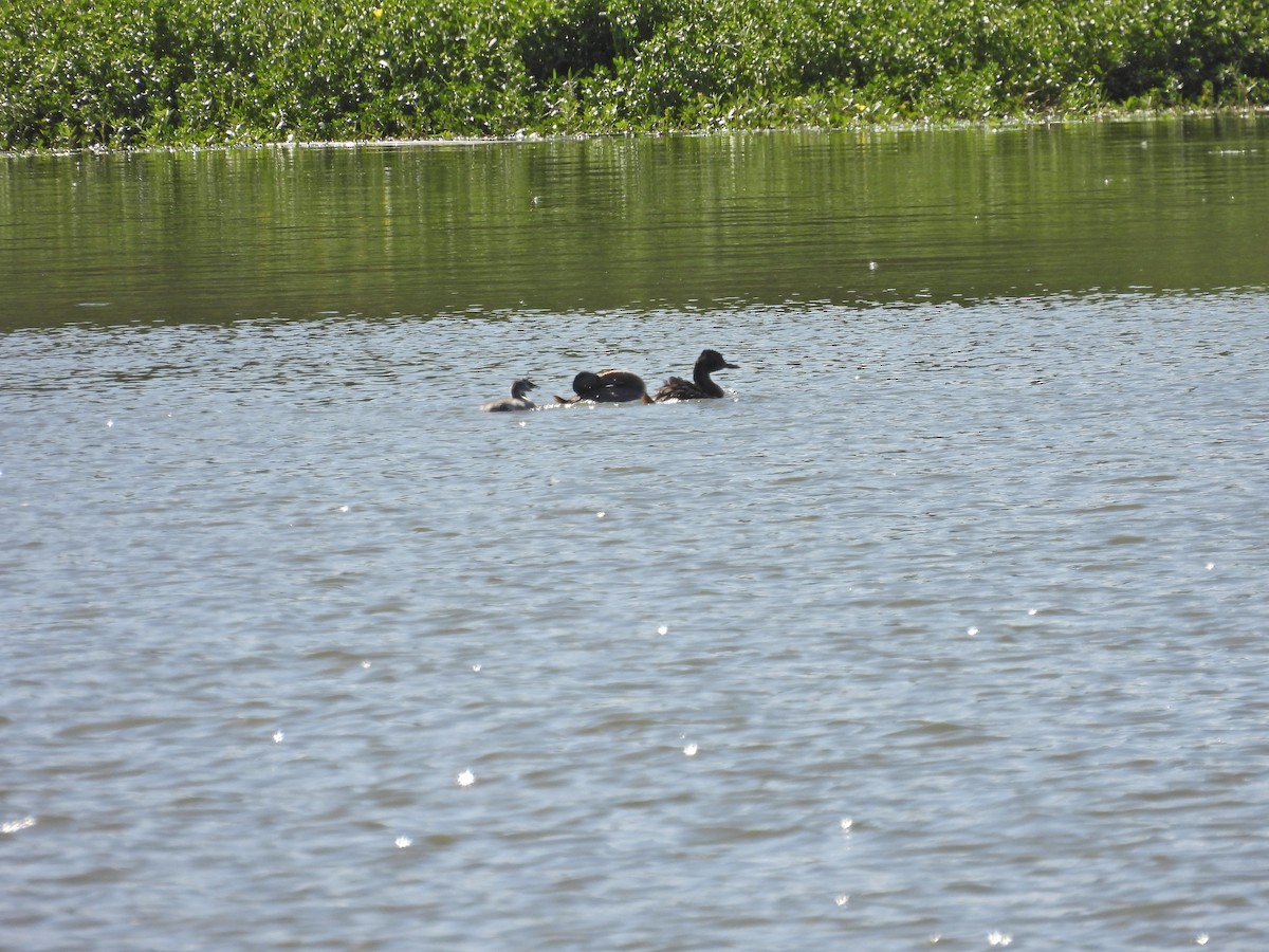 Great Grebe - ML649473003