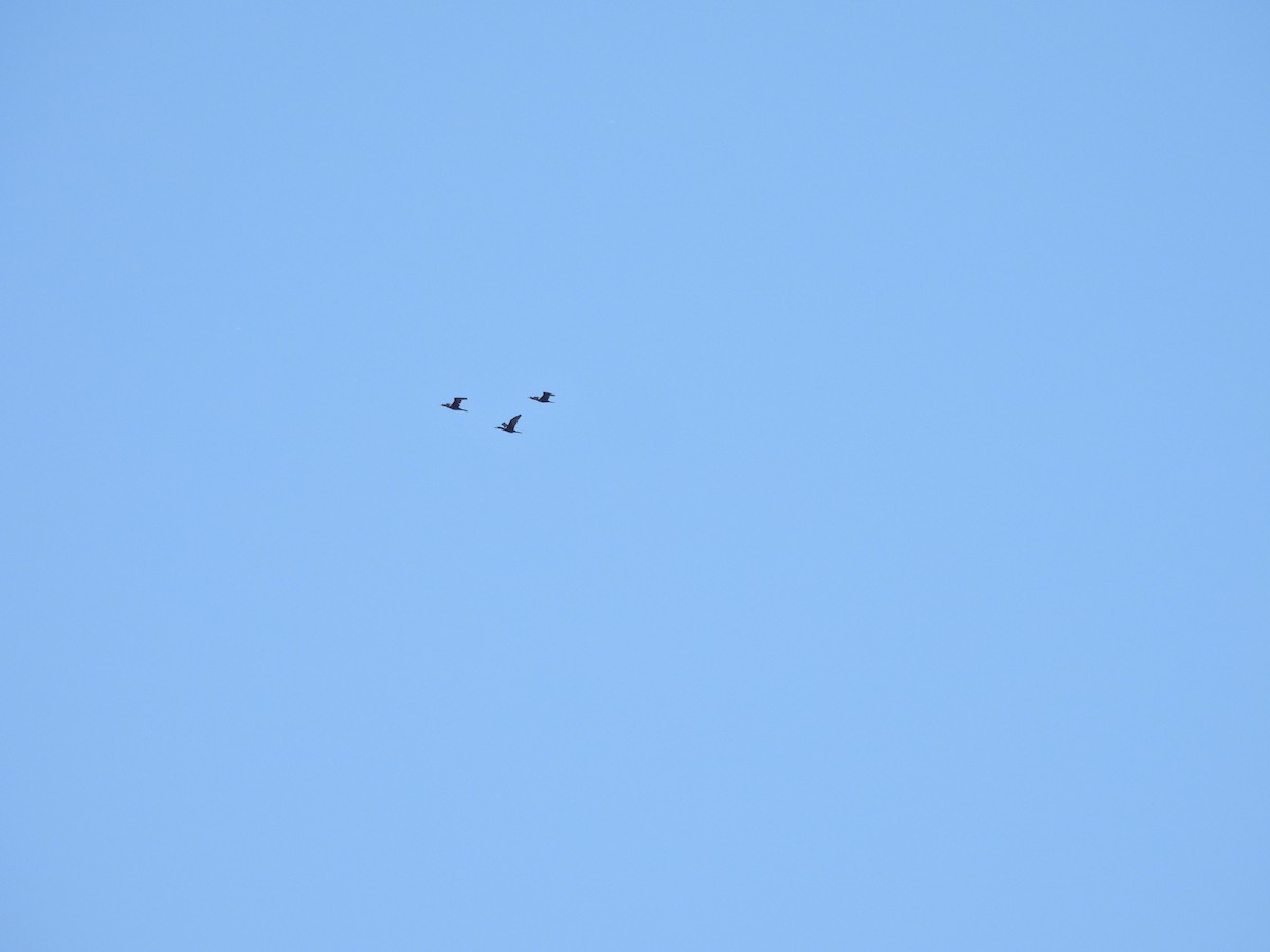 Neotropic Cormorant - ML649473019