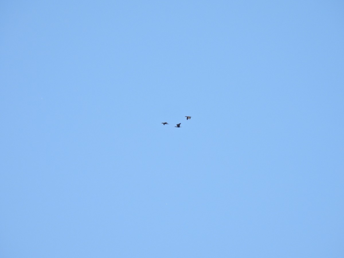 Neotropic Cormorant - ML649473021