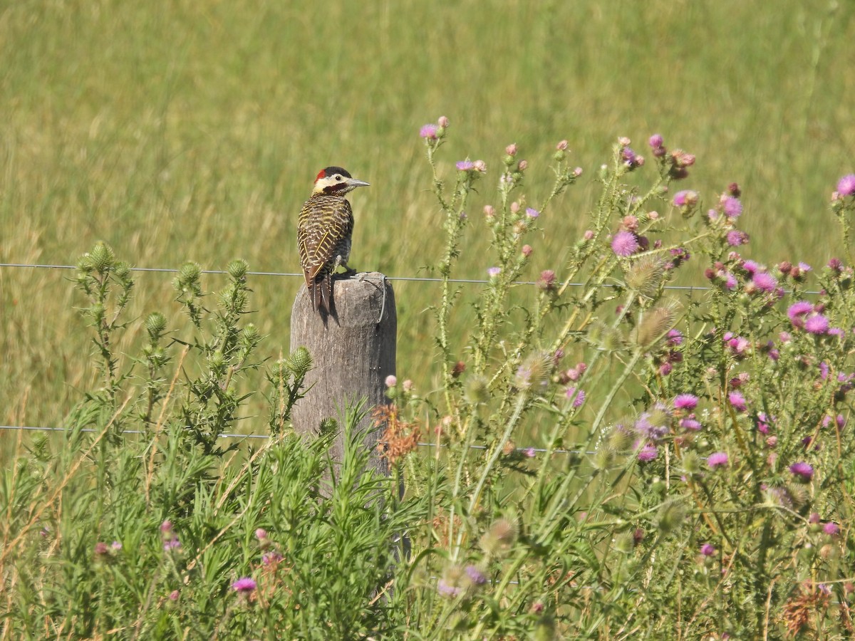 Green-barred Woodpecker - ML649473025