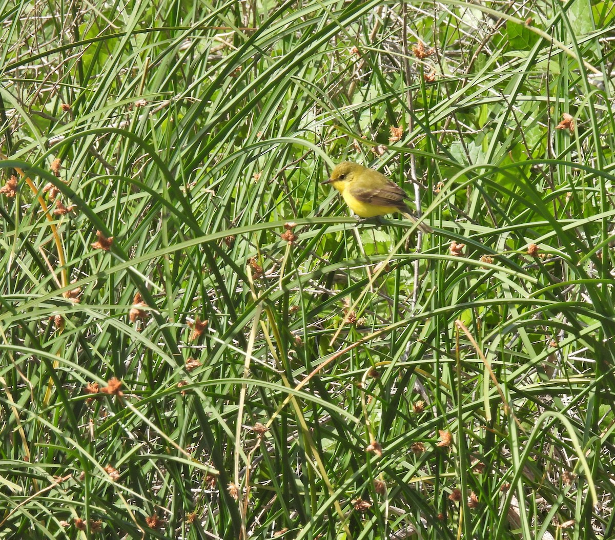 Subtropical Doradito - ML649473064