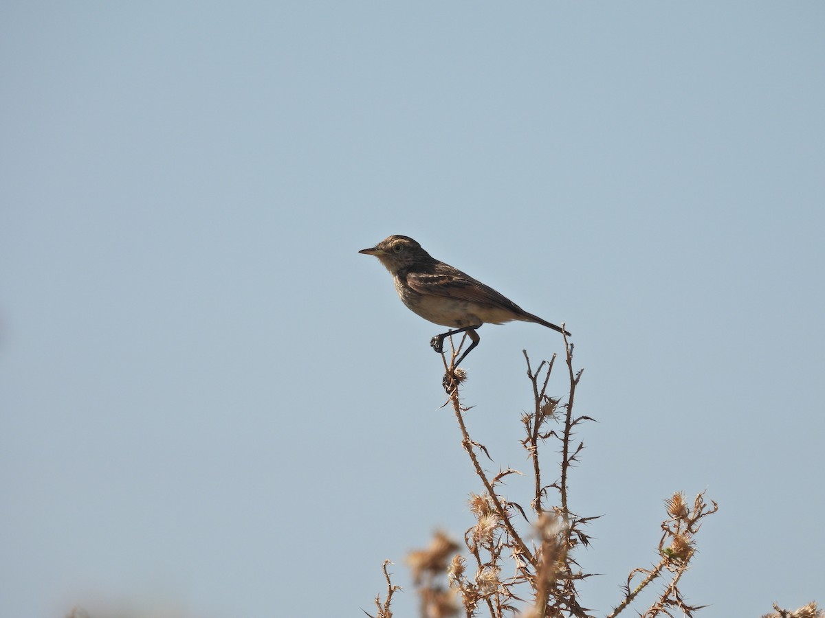 Spectacled Tyrant - ML649473097