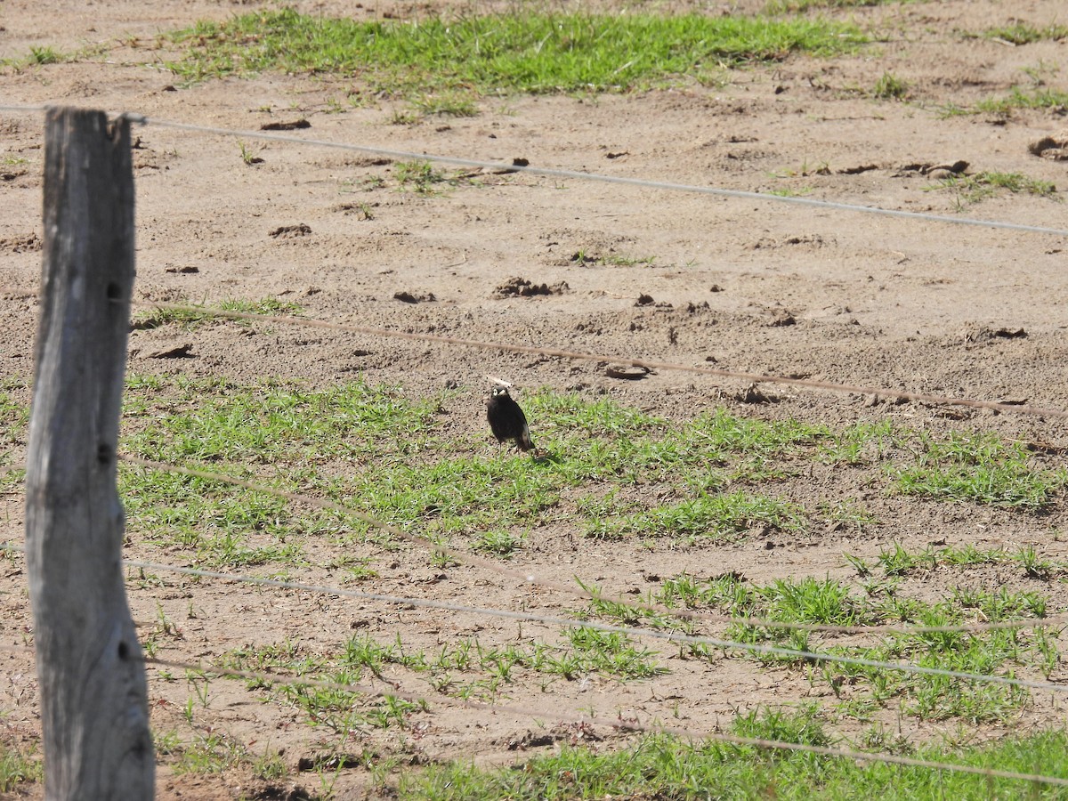 Spectacled Tyrant - ML649473098