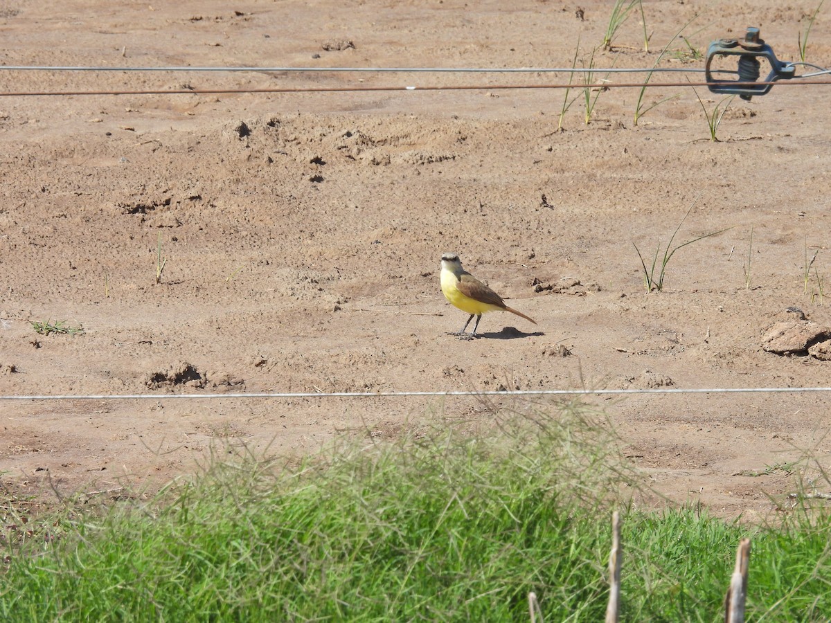 Cattle Tyrant - ML649473122