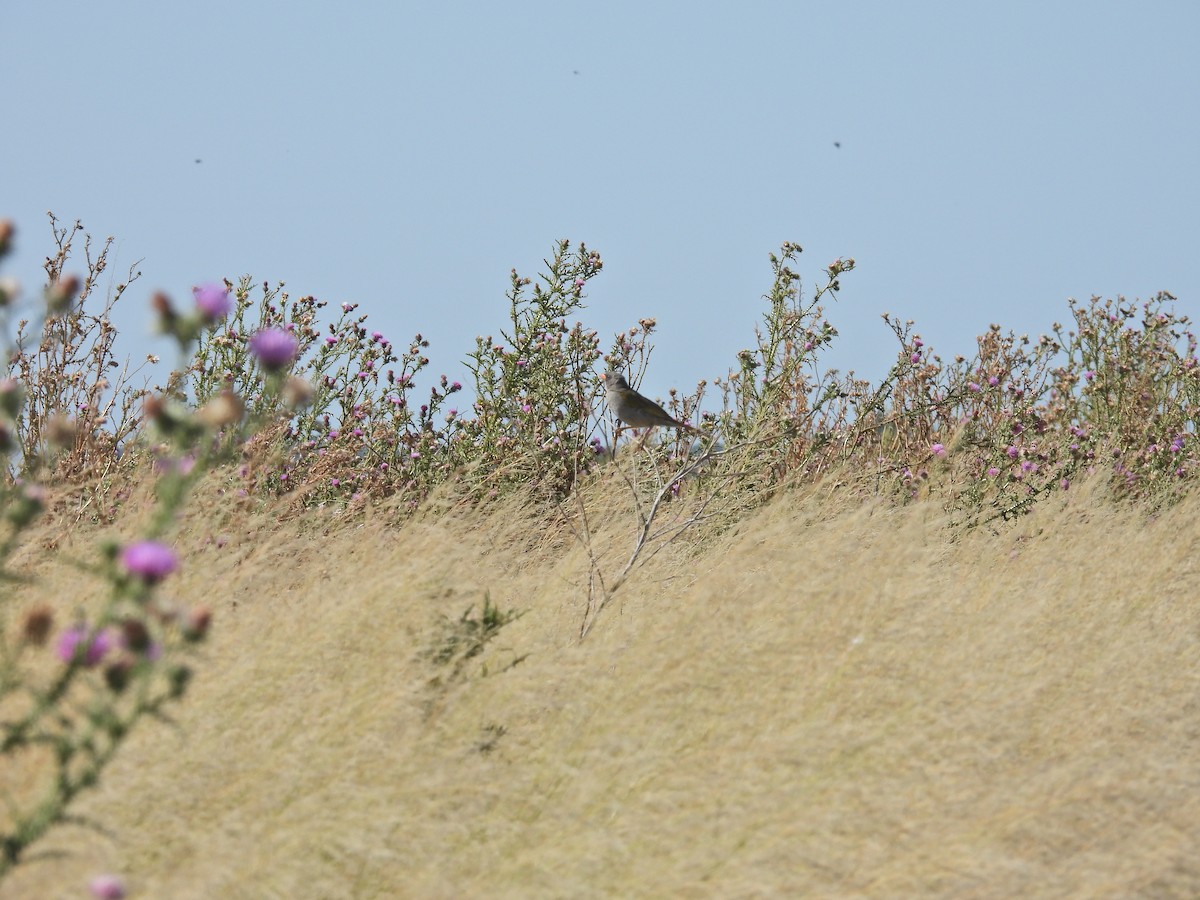 Great Pampa-Finch - ML649473147