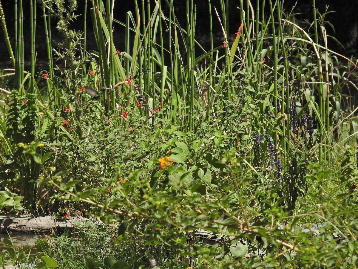 Glittering-bellied Emerald - ML649473302