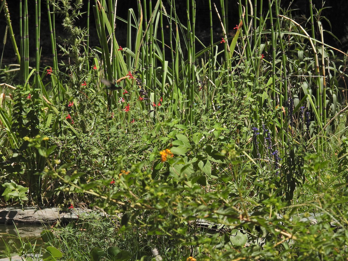 Glittering-bellied Emerald - ML649473303