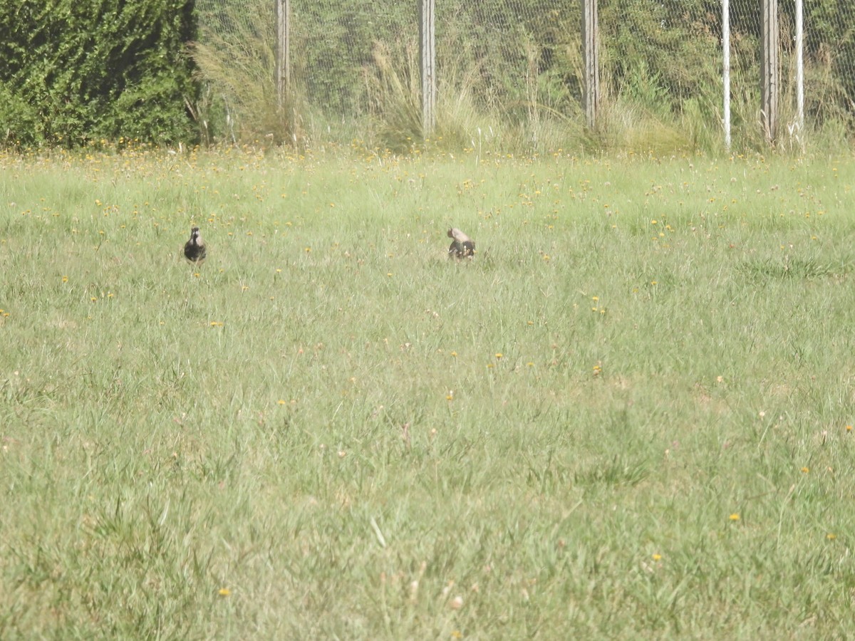 Southern Lapwing - ML649473305