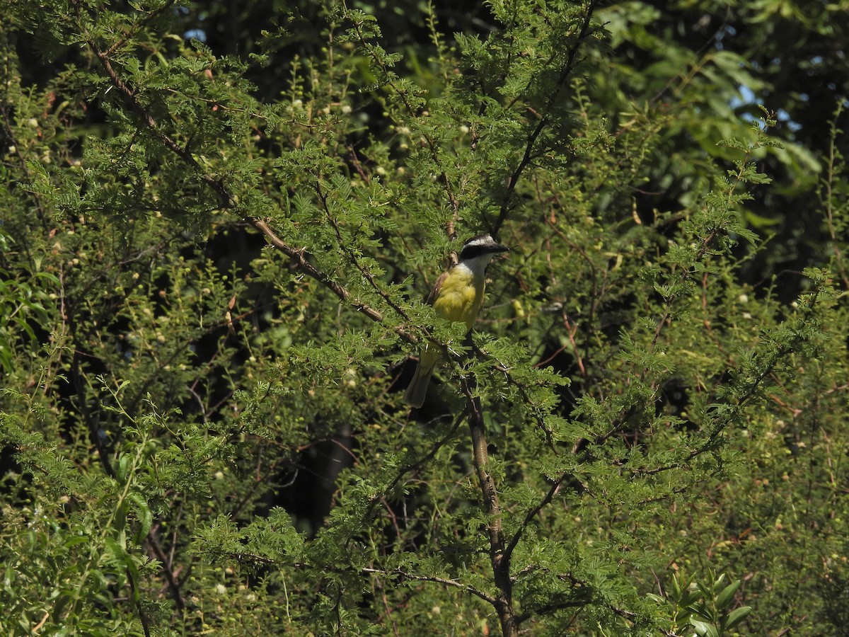 Great Kiskadee - ML649473313