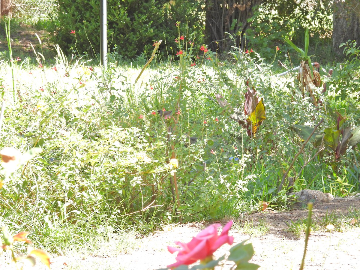 Double-collared Seedeater - ML649473328