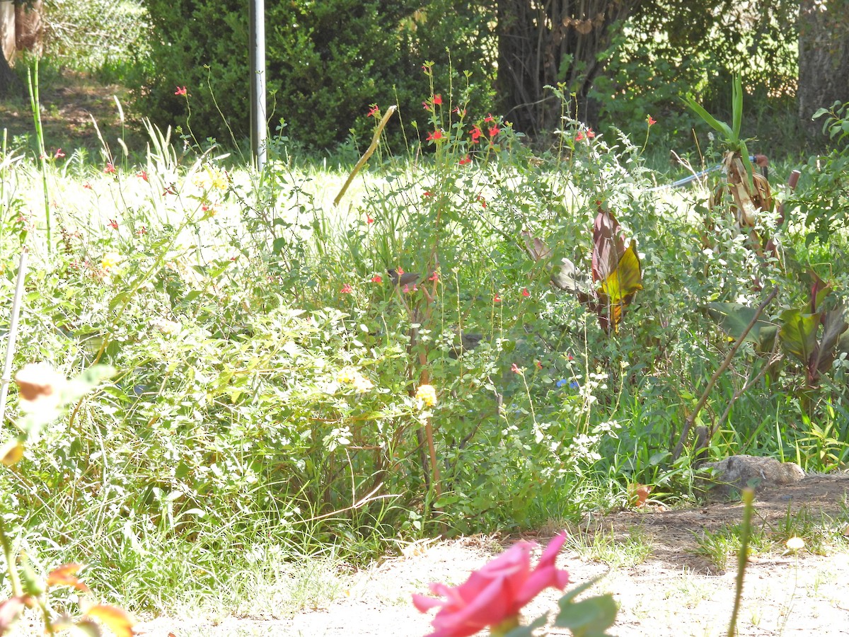 Double-collared Seedeater - ML649473329