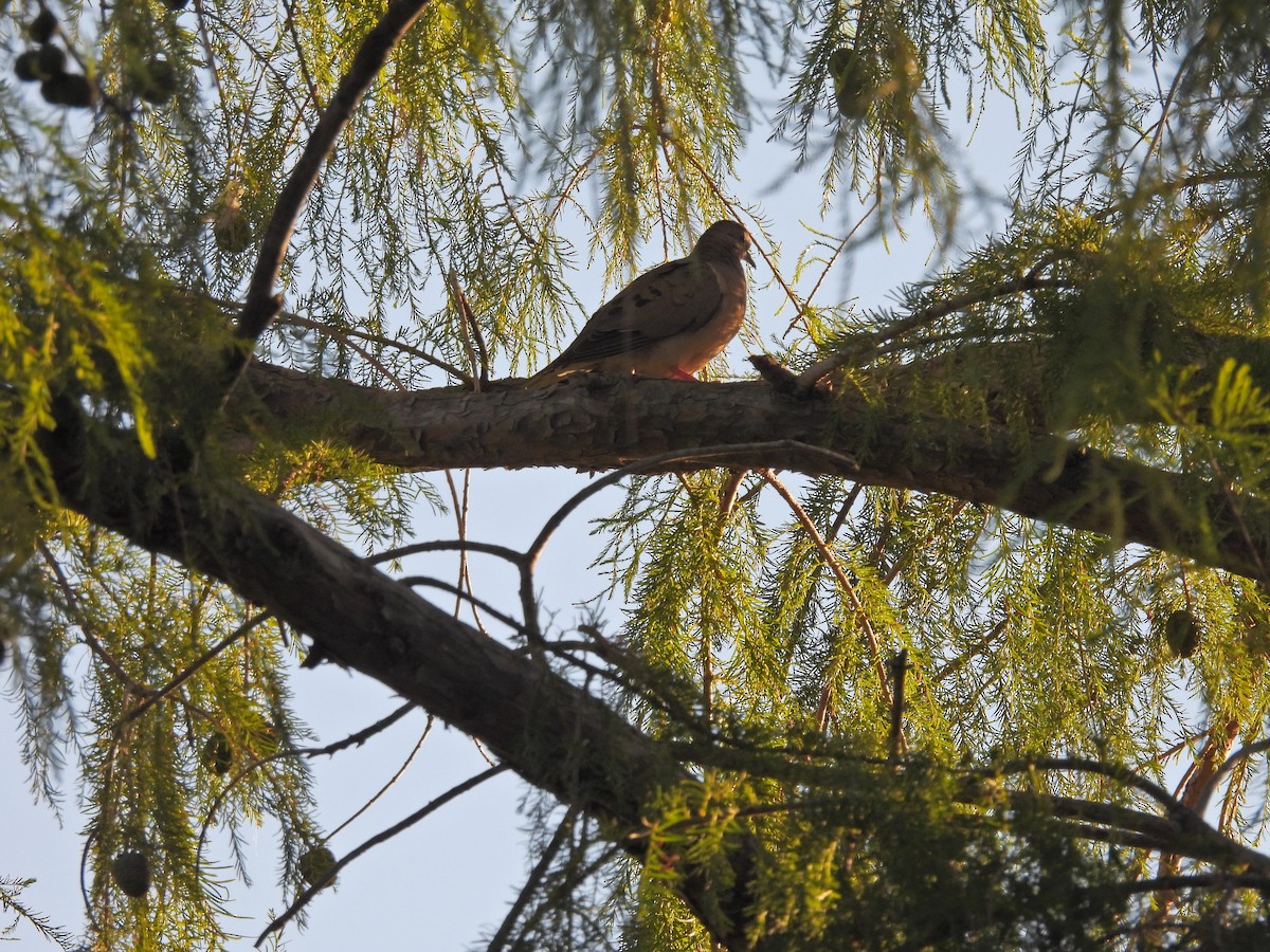 Eared Dove - ML649473603