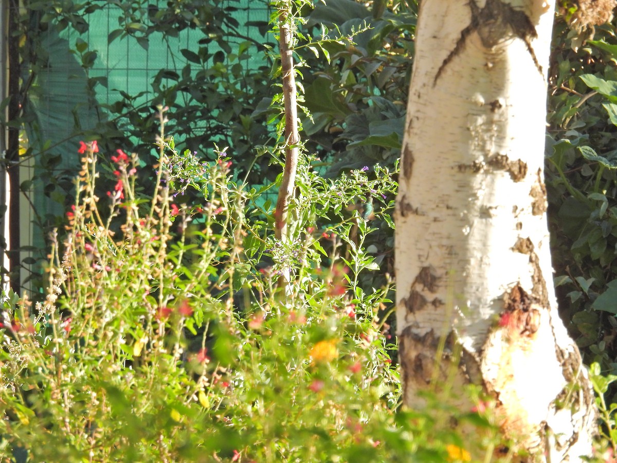 Glittering-bellied Emerald - ML649473608