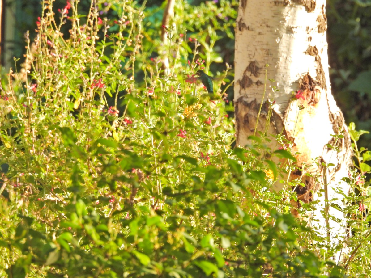 Glittering-bellied Emerald - ML649473609