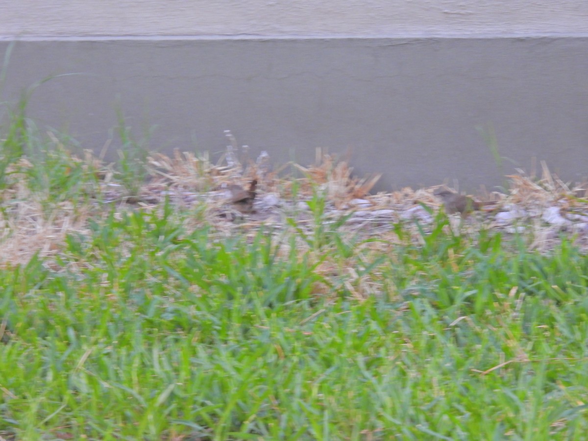 Southern House Wren - ML649473613