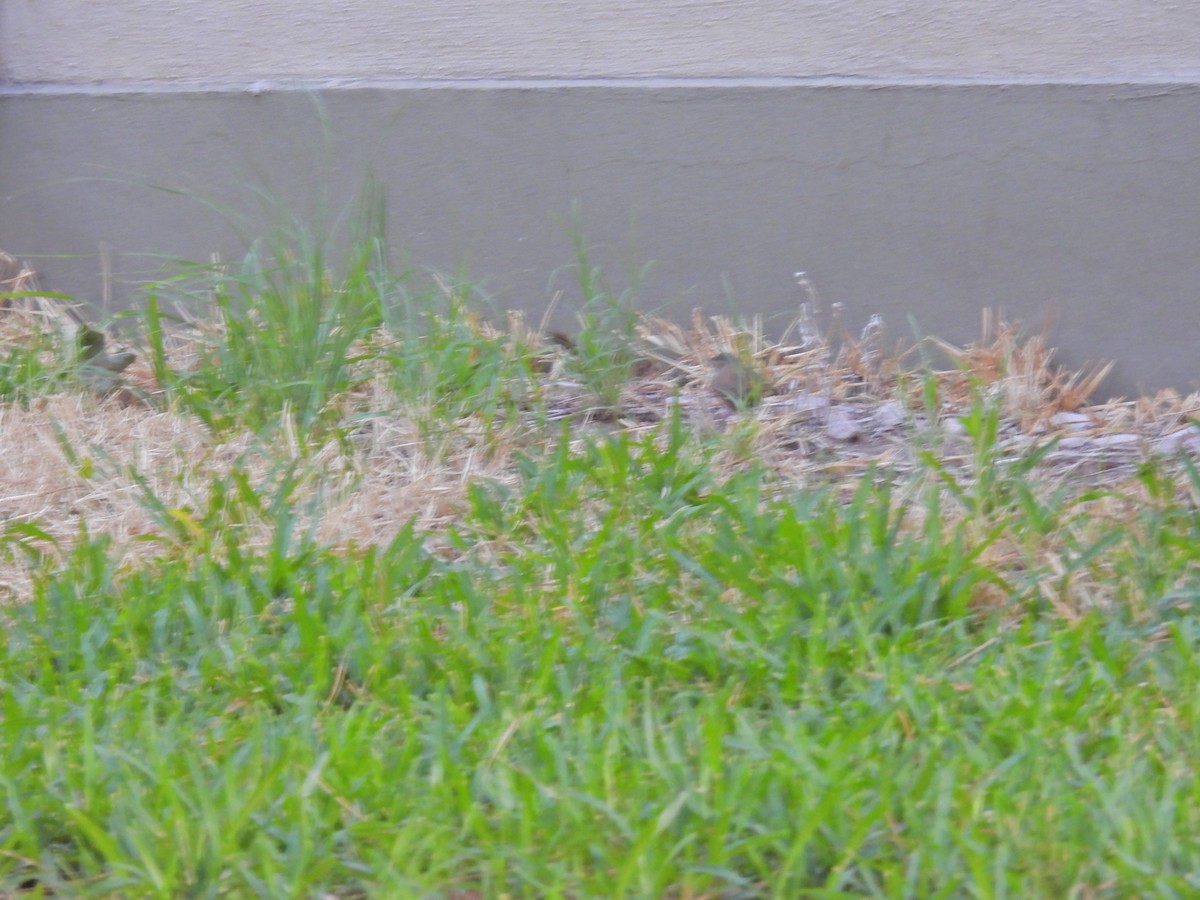 Southern House Wren - ML649473615