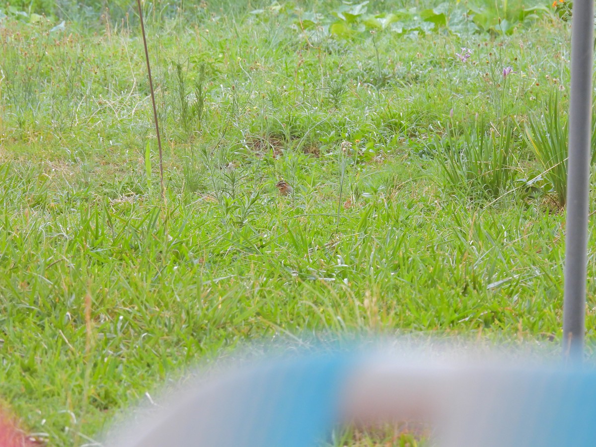 Rufous-collared Sparrow - ML649473642