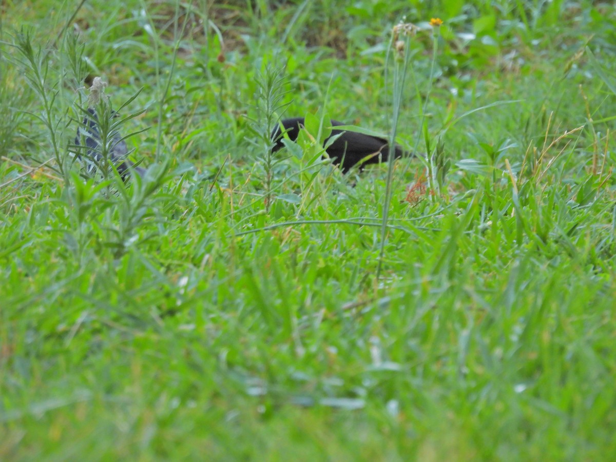 Shiny Cowbird - ML649473659