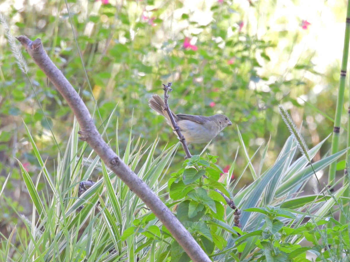 Double-collared Seedeater - ML649473677