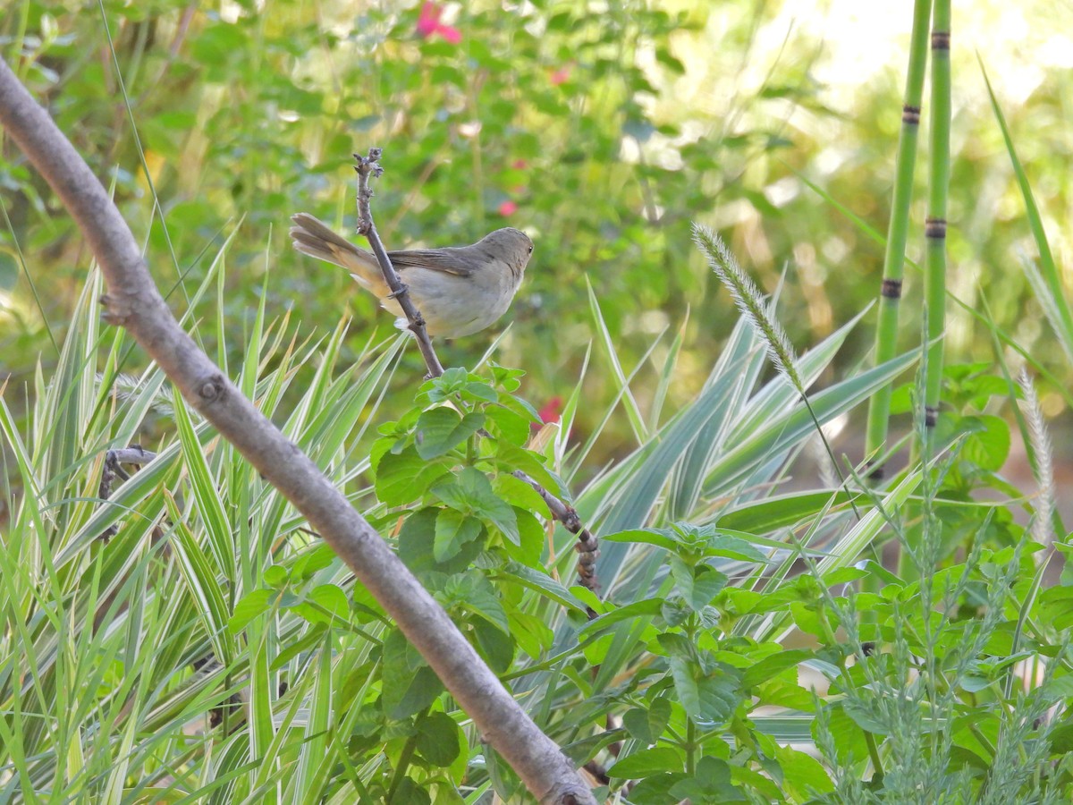Double-collared Seedeater - ML649473678