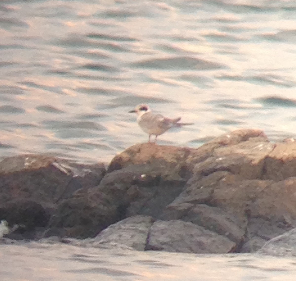 Forster's Tern - Dan Burton