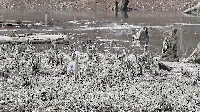 Great Blue Heron - ML649474537