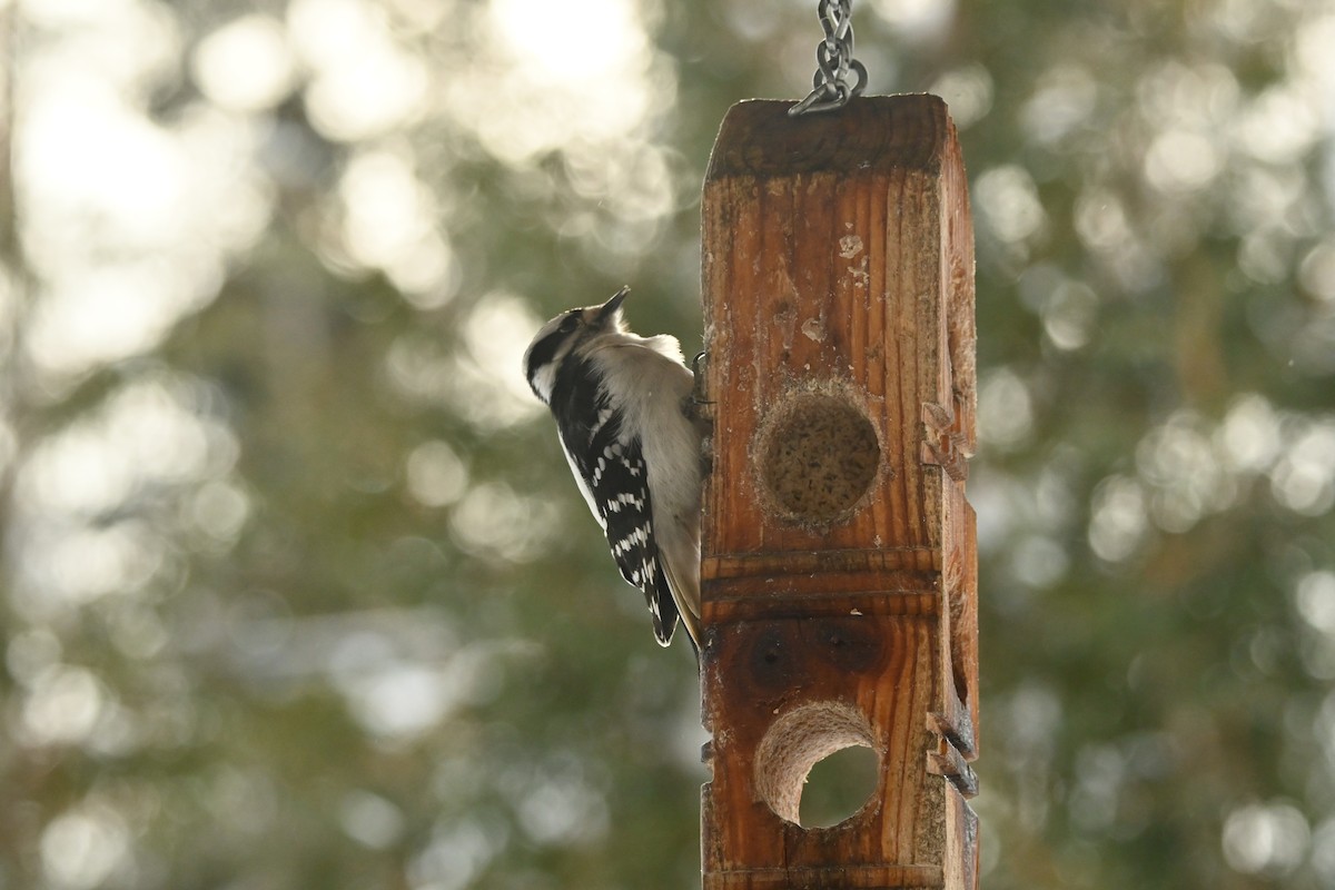 Downy Woodpecker - ML649474663