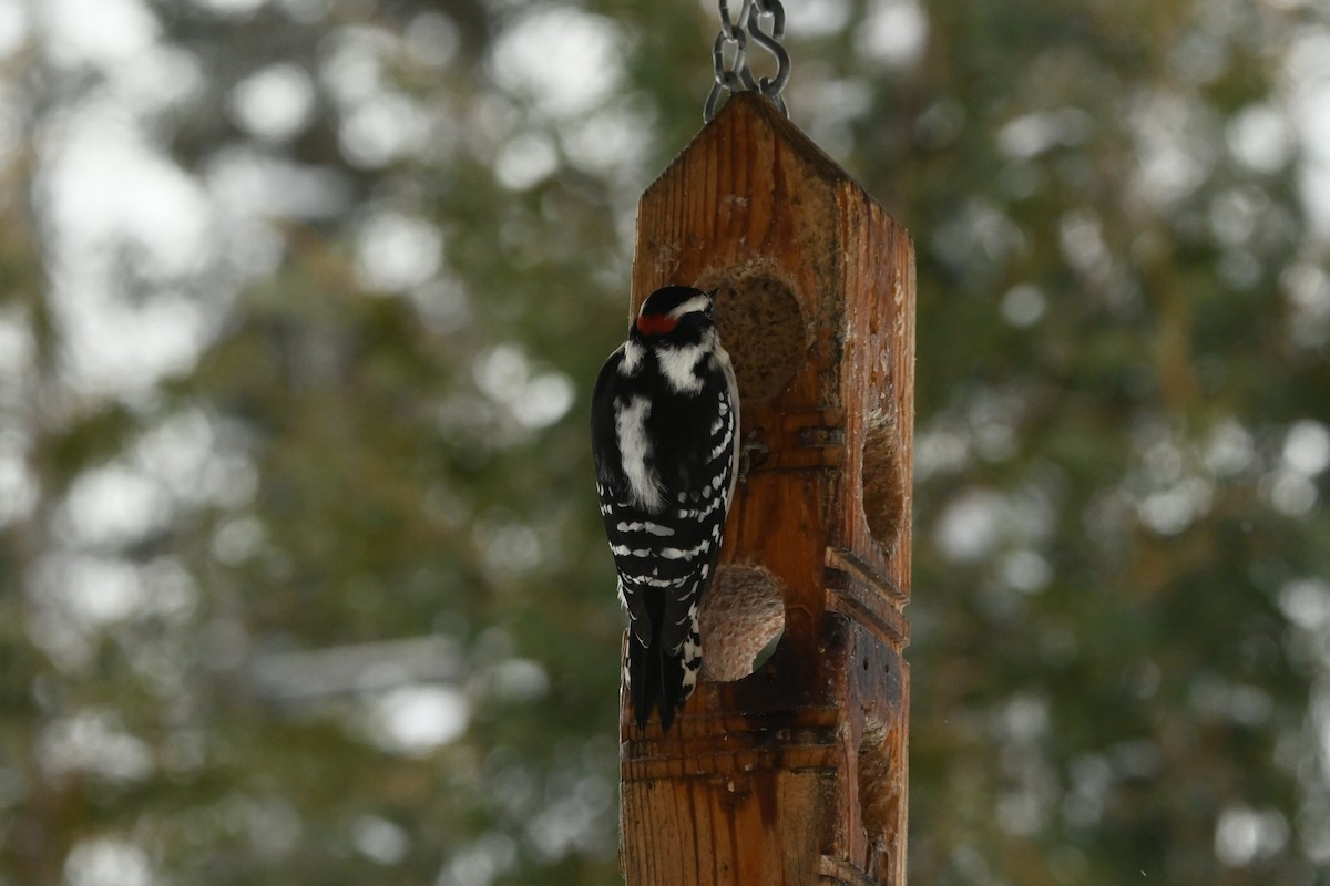 Downy Woodpecker - ML649474664
