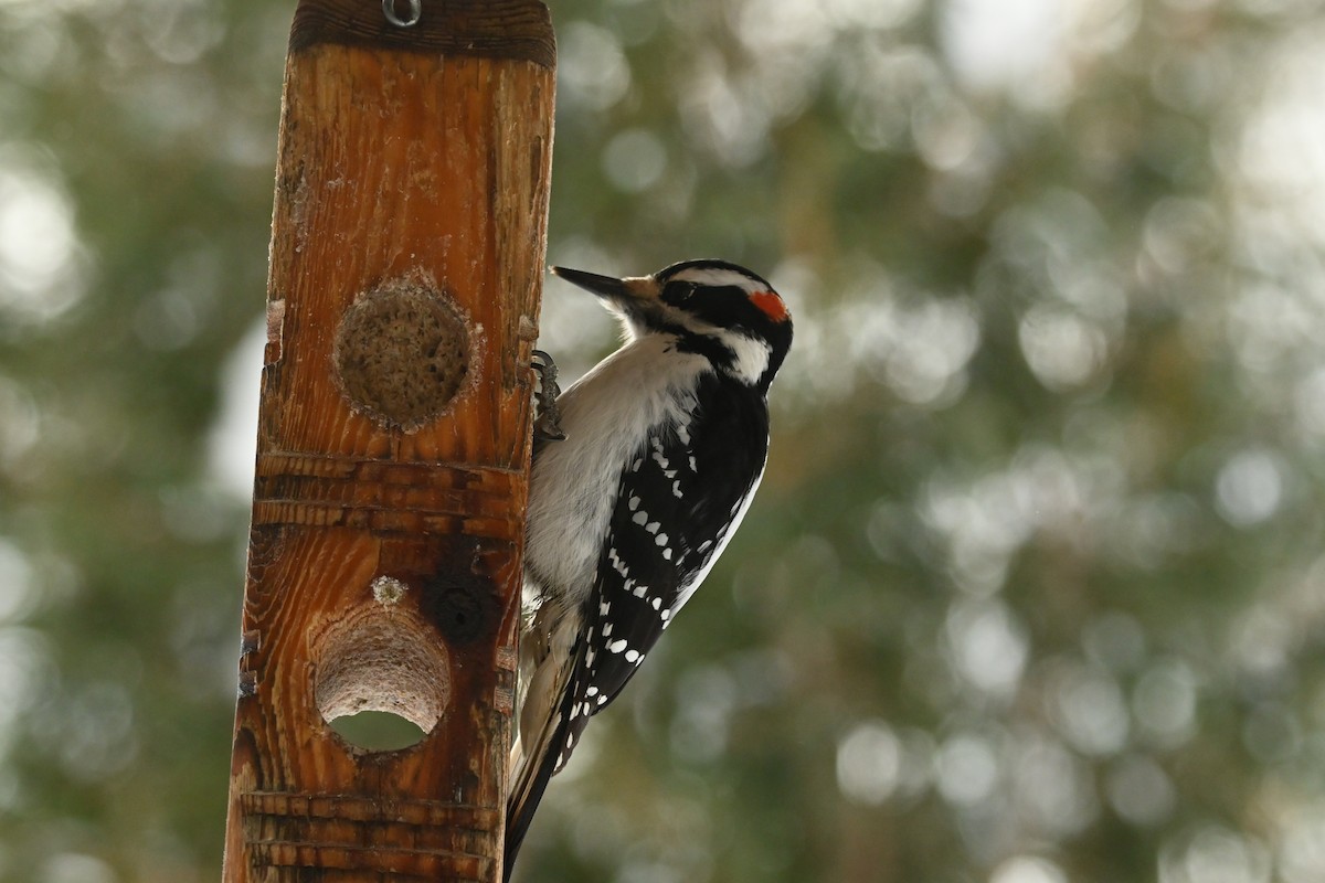 Hairy Woodpecker - ML649474681