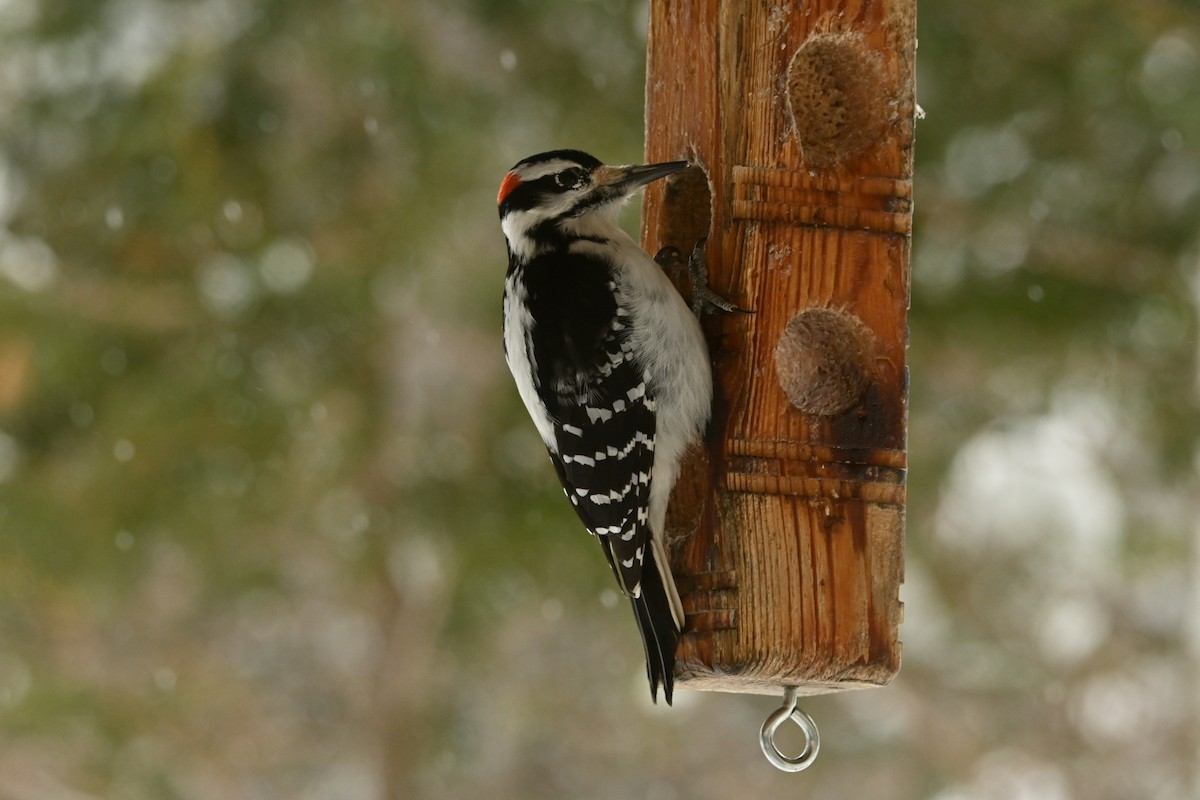 Hairy Woodpecker - ML649474682