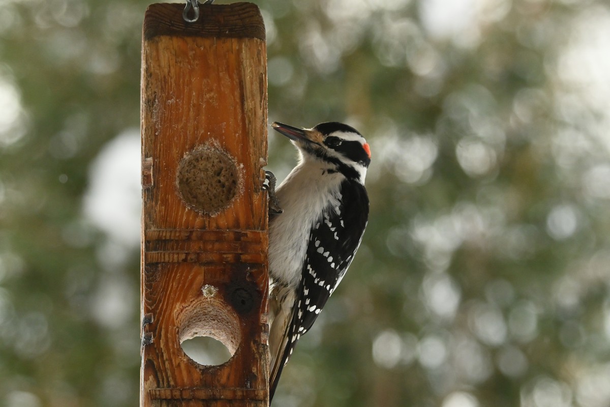 Hairy Woodpecker - ML649474684