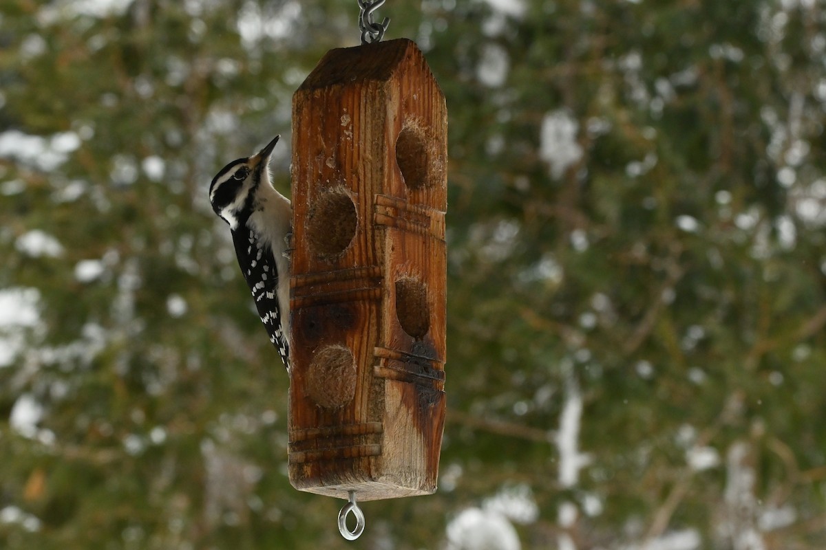 Hairy Woodpecker - ML649474686