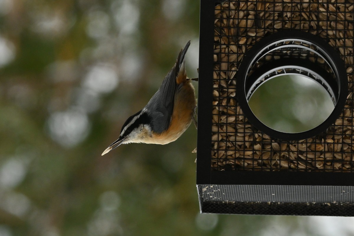 Red-breasted Nuthatch - Sylvie Rioux