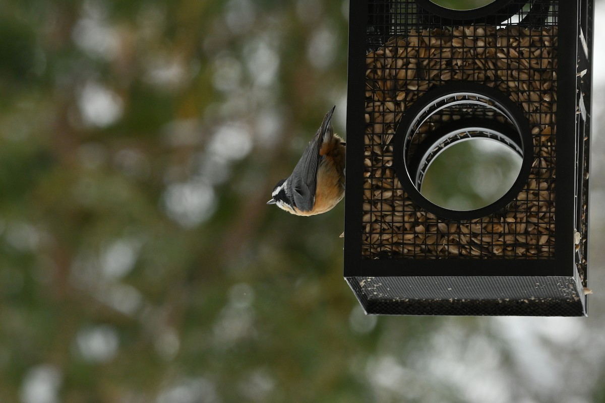 Red-breasted Nuthatch - ML649474699