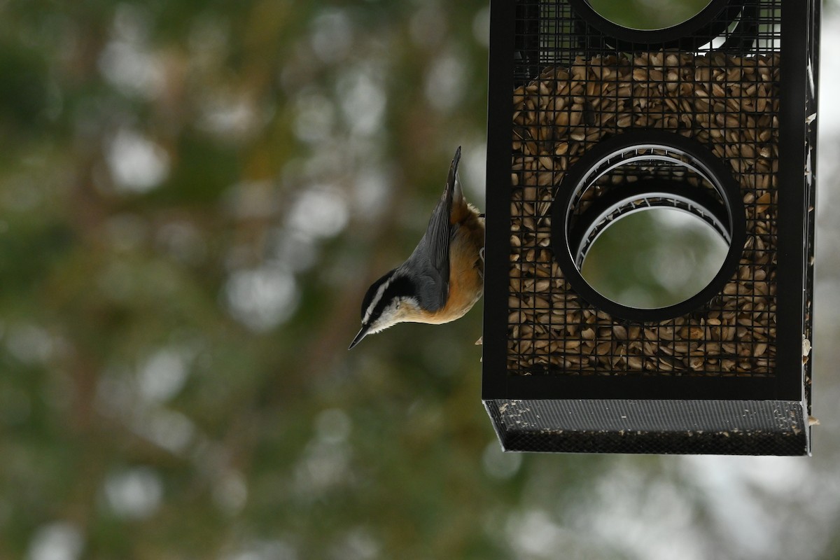 Red-breasted Nuthatch - ML649474700