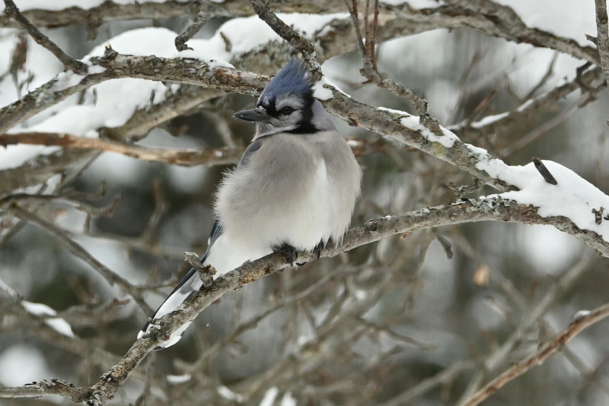 Blue Jay - ML649474718