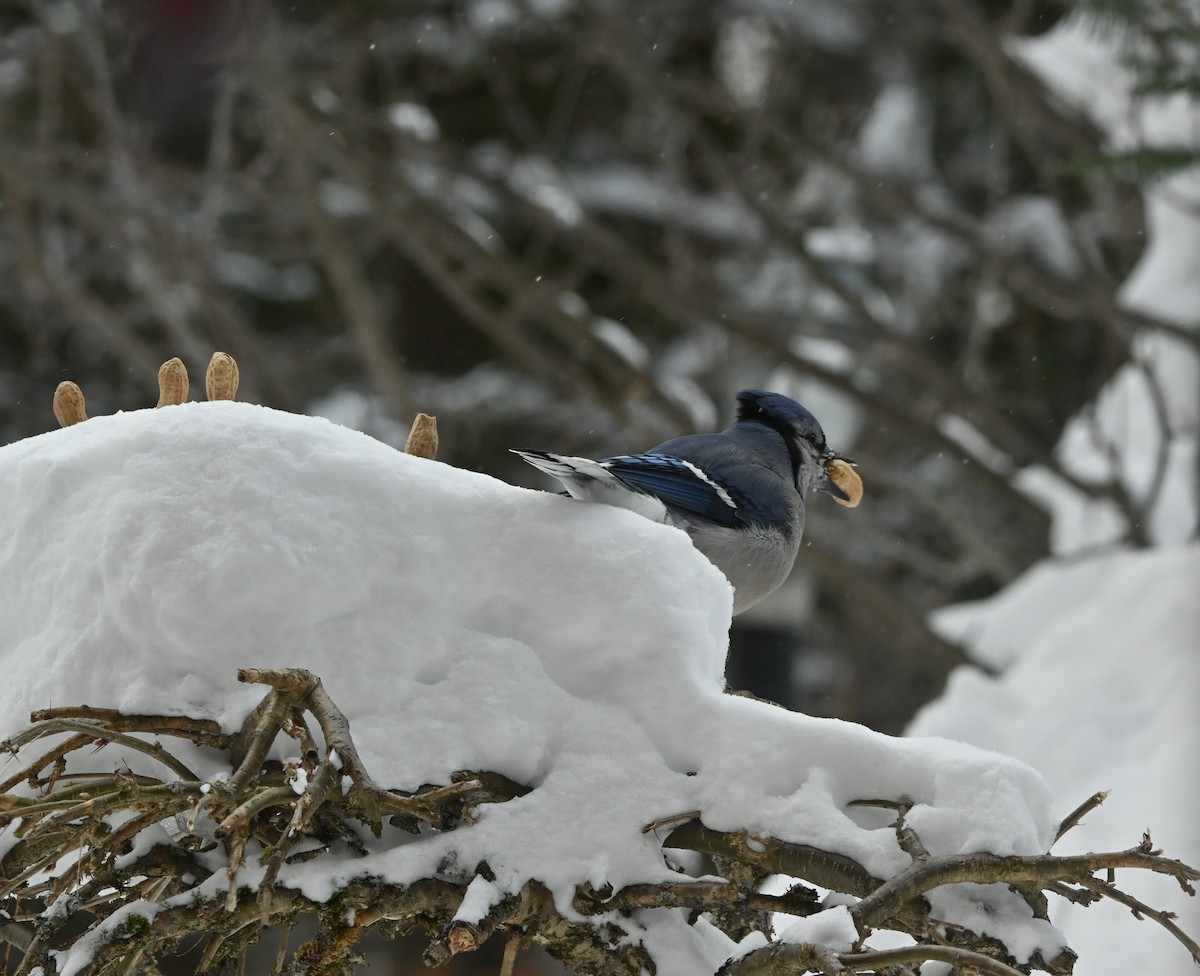 Blue Jay - Sylvie Rioux