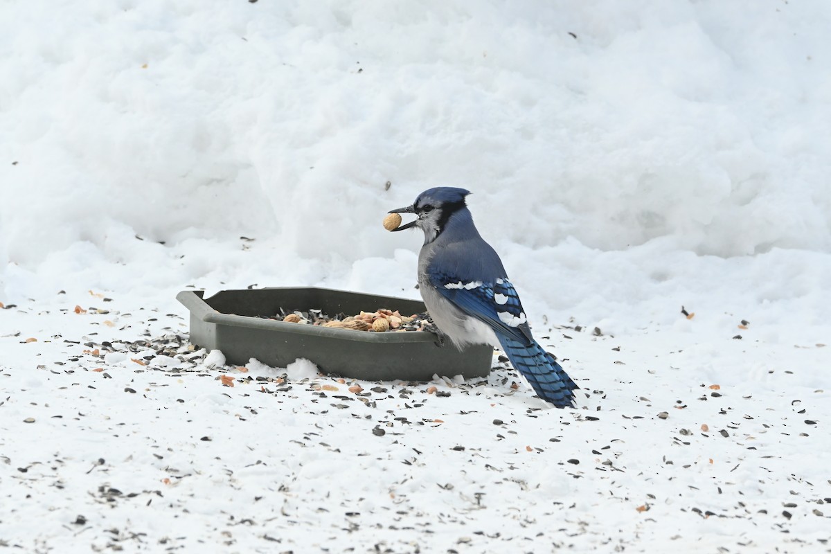 Blue Jay - Sylvie Rioux