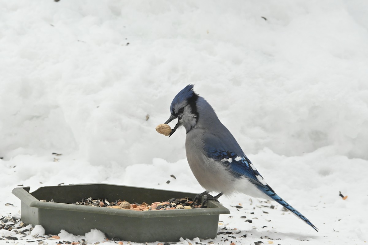 Blue Jay - Sylvie Rioux